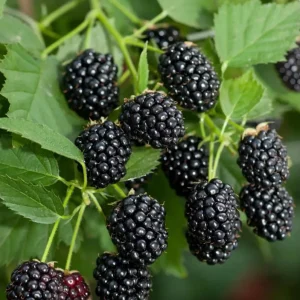 Sweetie Pie Blackberry Live Plants - Pack of 2 Thornless Berry Bushes, 4-8 Inch Tall - Image 6