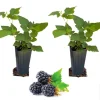 Sweetie Pie Blackberry Live Plants - Pack of 2 Thornless Berry Bushes, 4-8 Inch Tall - Image 1