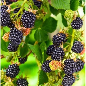 Thornless BlackBerry Bushes Live Plants - 2 Pack, 4-8 Inch Tall, Outdoor Berry Bush - Image 2