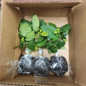 Thornless BlackBerry Bushes Live Plants - 2 Pack, 4-8 Inch Tall, Outdoor Berry Bush - Image 6