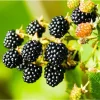 Thornless BlackBerry Bushes Live Plants - 2 Pack, 4-8 Inch Tall, Outdoor Berry Bush - Image 1