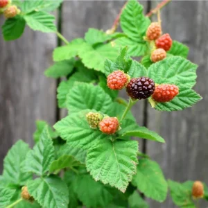 Thornless Boysenberry Live Starter Plant - 4-8 Inch Tall Fruit Canes Outdoor - Image 10