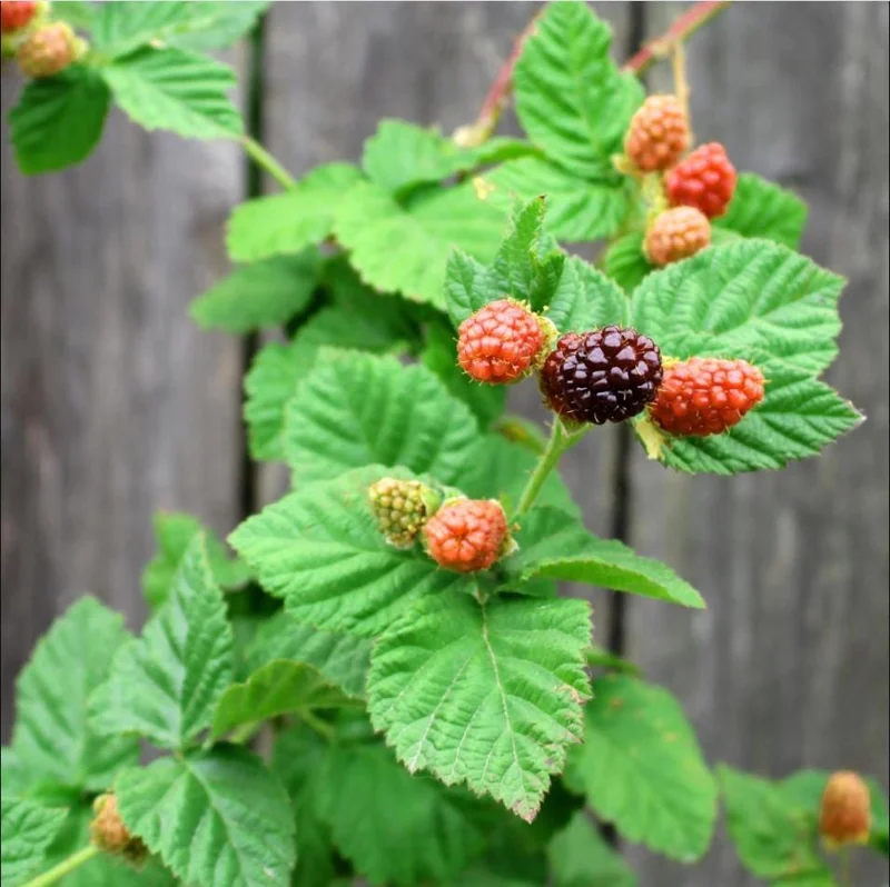 Thornless Boysenberry Live Starter Plant - 4-8 Inch Tall Fruit Canes Outdoor - Image 10