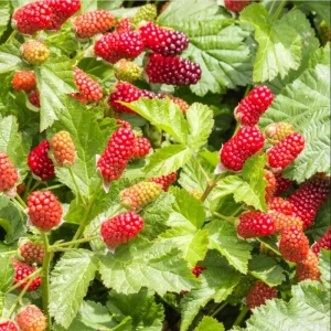 Thornless Boysenberry Live Starter Plant - 4-8 Inch Tall Fruit Canes Outdoor - Image 2