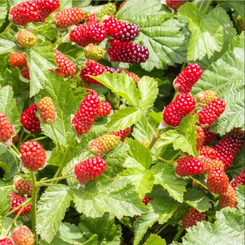 Thornless Boysenberry Live Starter Plant - 4-8 Inch Tall Fruit Canes Outdoor - Image 2