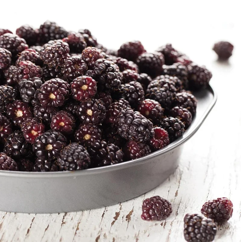 Thornless Boysenberry Live Starter Plant - 4-8 Inch Tall Fruit Canes Outdoor - Image 5