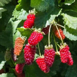 Thornless Boysenberry Live Starter Plant - 4-8 Inch Tall Fruit Canes Outdoor - Image 7