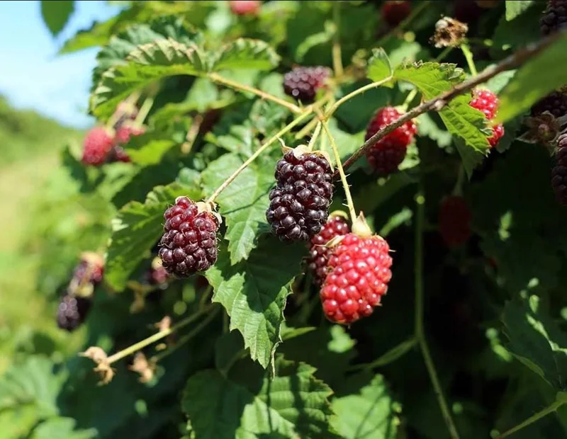 Thornless Boysenberry Live Starter Plant - 4-8 Inch Tall Fruit Canes Outdoor - Image 8