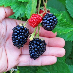 Triple Crown Thornless Blackberry Live Plant – 2 Pack, 4-8 Inch Tall, Rubus Fruit - Image 3