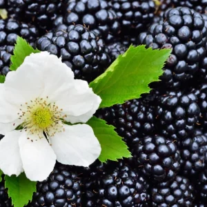 Triple Crown Thornless Blackberry Live Plant – 2 Pack, 4-8 Inch Tall, Rubus Fruit - Image 5