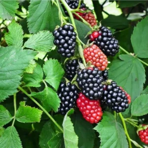 Triple Crown Thornless Blackberry Live Plant – 2 Pack, 4-8 Inch Tall, Rubus Fruit - Image 6