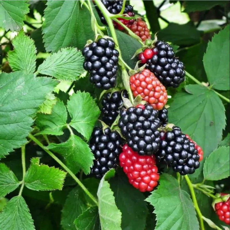 Triple Crown Thornless Blackberry Live Plant – 2 Pack, 4-8 Inch Tall, Rubus Fruit - Image 6