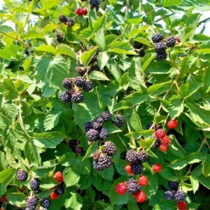 Triple Crown Thornless Blackberry Live Plant – 2 Pack, 4-8 Inch Tall, Rubus Fruit - Image 7