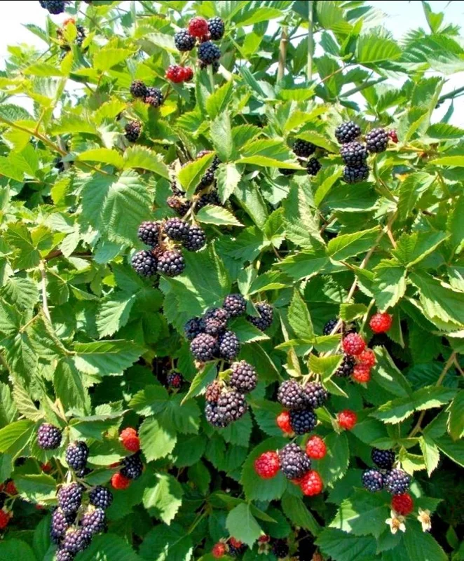 Triple Crown Thornless Blackberry Live Plant – 2 Pack, 4-8 Inch Tall, Rubus Fruit - Image 7
