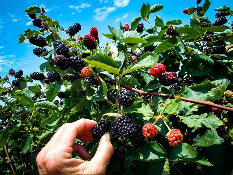 Triple Crown Thornless Blackberry Live Plant – 2 Pack, 4-8 Inch Tall, Rubus Fruit - Image 8