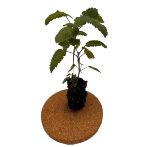 Triple Crown Thornless Blackberry Live Plant – 2 Pack, 4-8 Inch Tall, Rubus Fruit - Image 9