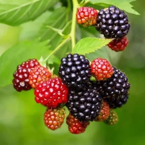 Triple Crown Thornless Blackberry Live Plant – 2 Pack, 4-8 Inch Tall, Rubus Fruit - Image 1