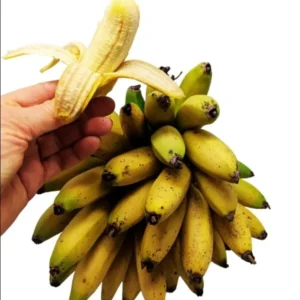 Truly Tiny Banana Live Plant - Dwarf Musa Banana Tree Starter, 5-9 Inch Tall - Image 4