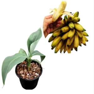 Truly Tiny Banana Live Plant - Dwarf Musa Banana Tree Starter, 5-9 Inch Tall - Image 7