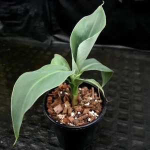 Truly Tiny Banana Live Plant - Dwarf Musa Banana Tree Starter, 5-9 Inch Tall - Image 8