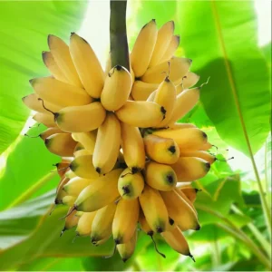 Truly Tiny Banana Plant Live, Dwarf Musa, 5-9 Inch Tall, Bare Root Tropical Fruit Plant - Image 1