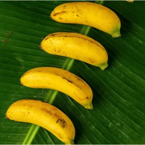 Truly Tiny Banana Plant Live, Dwarf Musa, 5-9 Inch Tall, Bare Root Tropical Fruit Plant - Image 2