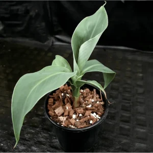 Truly Tiny Banana Plant Live, Dwarf Musa, 5-9 Inch Tall, Bare Root Tropical Fruit Plant - Image 3