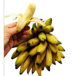Truly Tiny Banana Plant Live, Dwarf Musa, 5-9 Inch Tall, Bare Root Tropical Fruit Plant - Image 4