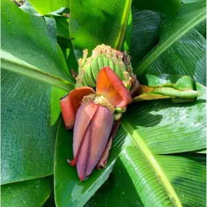 Truly Tiny Banana Plant Live, Dwarf Musa, 5-9 Inch Tall, Bare Root Tropical Fruit Plant - Image 5