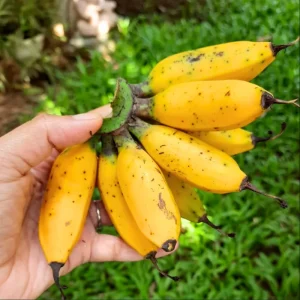 Truly Tiny Banana Plant Live, Dwarf Musa, 5-9 Inch Tall, Bare Root Tropical Fruit Plant - Image 6