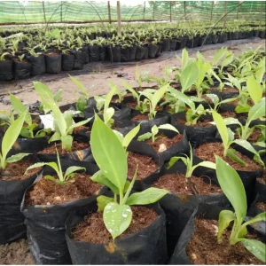 Truly Tiny Banana Plant Live, Dwarf Musa, 5-9 Inch Tall, Bare Root Tropical Fruit Plant - Image 7