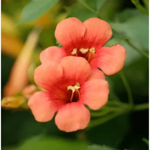 Trumpet Creeper Seeds - 100 Campsis Radicans Seeds for Fast-Growing Orange Vines - Image 3