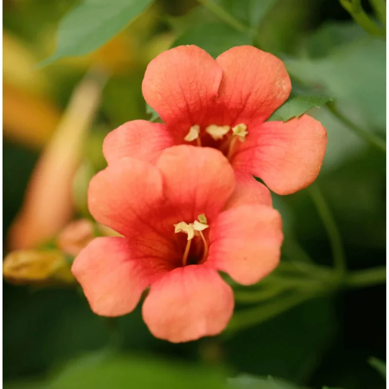 Trumpet Creeper Seeds - 100 Campsis Radicans Seeds for Fast-Growing Orange Vines - Image 3