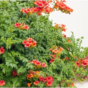Trumpet Creeper Seeds - 100 Campsis Radicans Seeds for Fast-Growing Orange Vines - Image 4