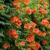 Trumpet Creeper Seeds - 100 Campsis Radicans Seeds for Fast-Growing Orange Vines - Image 1