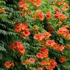 Trumpet Creeper Seeds - 100 Campsis Radicans Seeds for Fast-Growing Orange Vines - Image 1