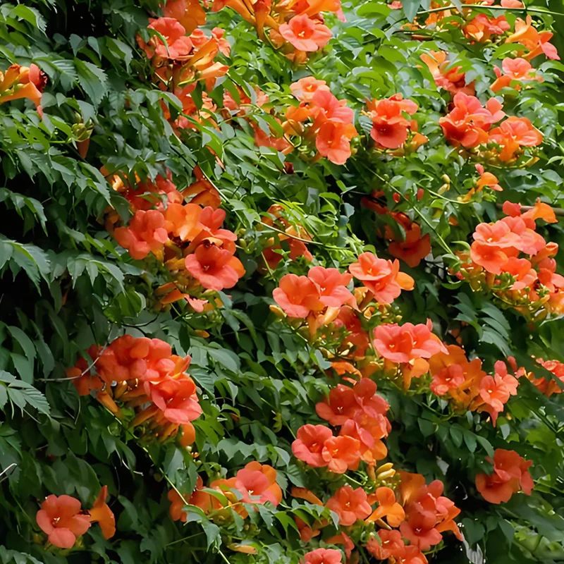 Trumpet Creeper Seeds - 100 Campsis Radicans Seeds for Fast-Growing Orange Vines - Image 1