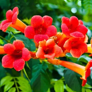 Trumpet Creeper Seeds - 100 Campsis Radicans Seeds for Fast-Growing Orange Vines - Image 5