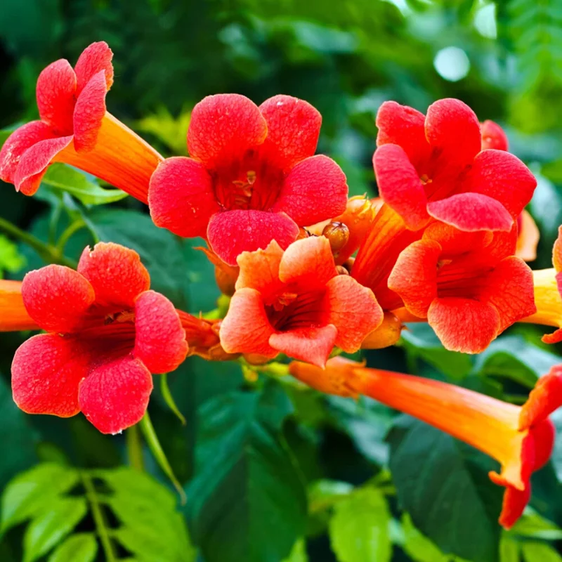 Trumpet Creeper Seeds - 100 Campsis Radicans Seeds for Fast-Growing Orange Vines - Image 5
