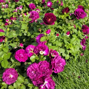 Twilight Zone Purple Rose Live Plant Bush, 4-6 Inch Tall, Outdoor - Image 2