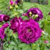 Twilight Zone Purple Rose Live Plant Bush, 4-6 Inch Tall, Outdoor - Image 1