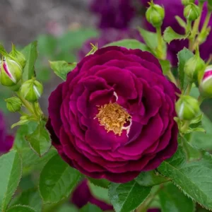 Twilight Zone Purple Rose Live Plant Bush, 4-6 Inch Tall, Outdoor - Image 4