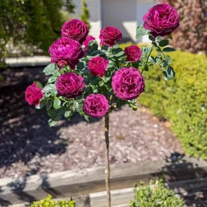 Twilight Zone Purple Rose Live Plant Bush, 4-6 Inch Tall, Outdoor - Image 5