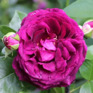 Twilight Zone Purple Rose Live Plant Bush, 4-6 Inch Tall, Outdoor - Image 7