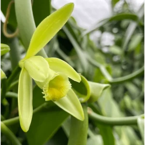 Vanilla Bean Live Plant - Climbing Vine for Indoor & Outdoor - 4 Inch Pot - Image 2