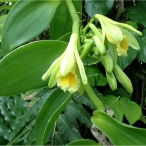 Vanilla Bean Live Plant - Climbing Vine for Indoor & Outdoor - 4 Inch Pot - Image 3