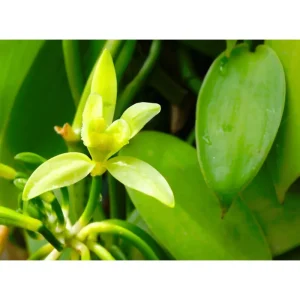 Vanilla Bean Live Plant - Climbing Vine for Indoor & Outdoor - 4 Inch Pot - Image 4