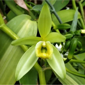 Vanilla Bean Live Plant - Climbing Vine for Indoor & Outdoor - 4 Inch Pot - Image 5