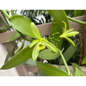 Vanilla Bean Live Plant - Climbing Vine for Indoor & Outdoor - 4 Inch Pot - Image 7