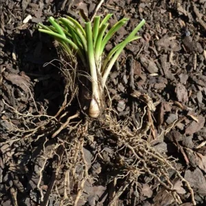 Variegated Monkey Grass Bare Roots - Liriope Muscari Variegata - Pack of 5 - 4-8 Inch Tall - Evergreen Ground Cover - Image 10